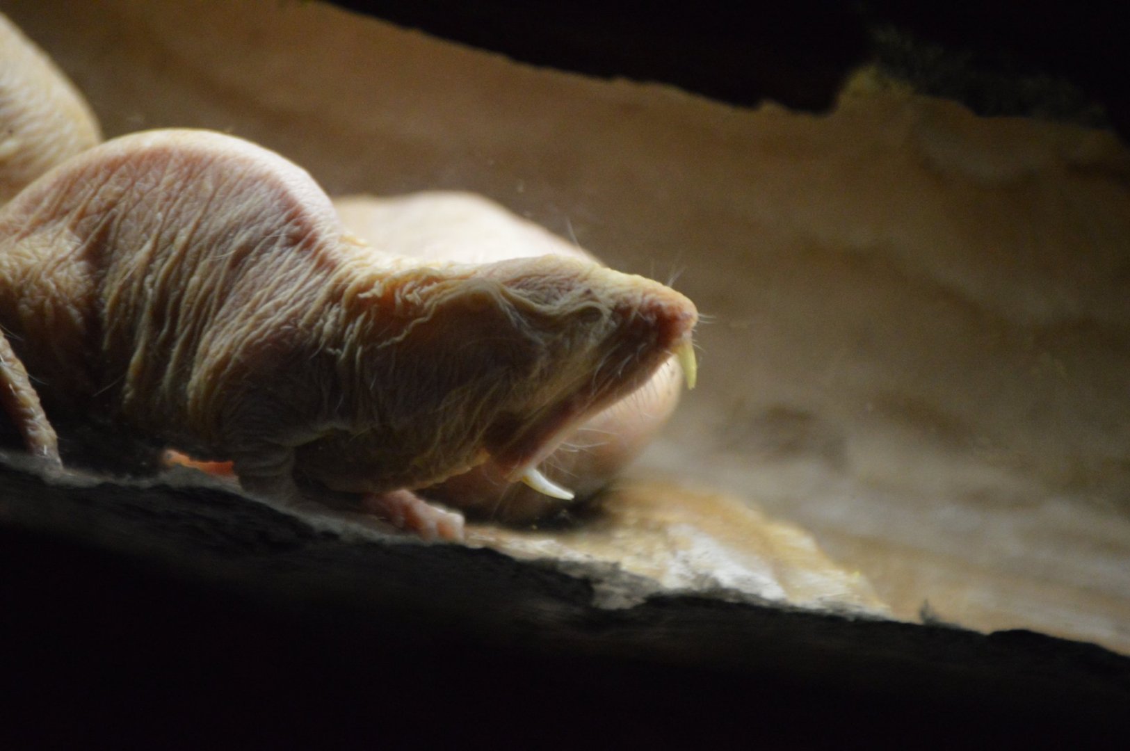 Heterocephalus glaber mid-yawn