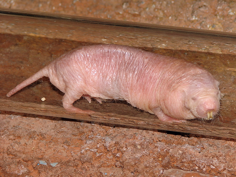 Heterocephalus glaber / Nacked Mole Rat