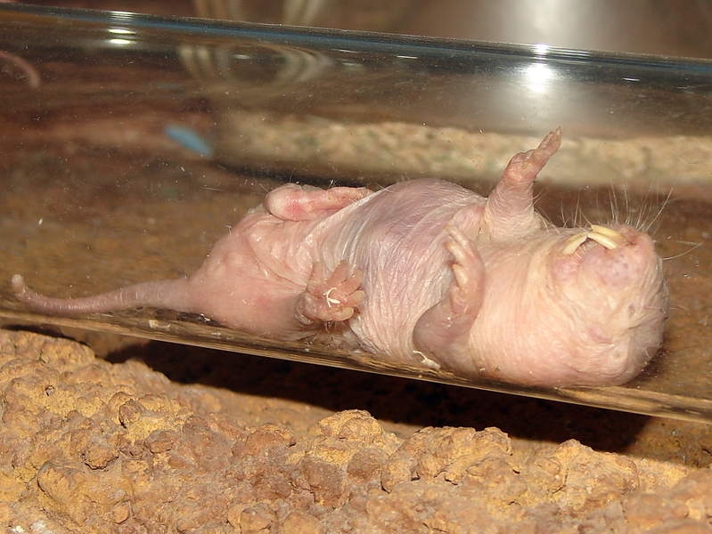Heterocephalus glaber / Nacked Mole Rat