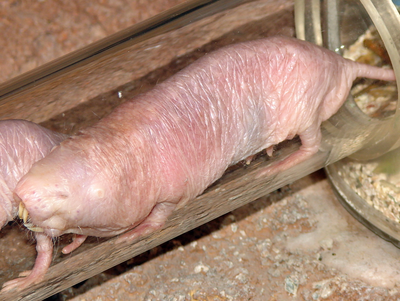 Heterocephalus glaber / Nacked Mole Rat