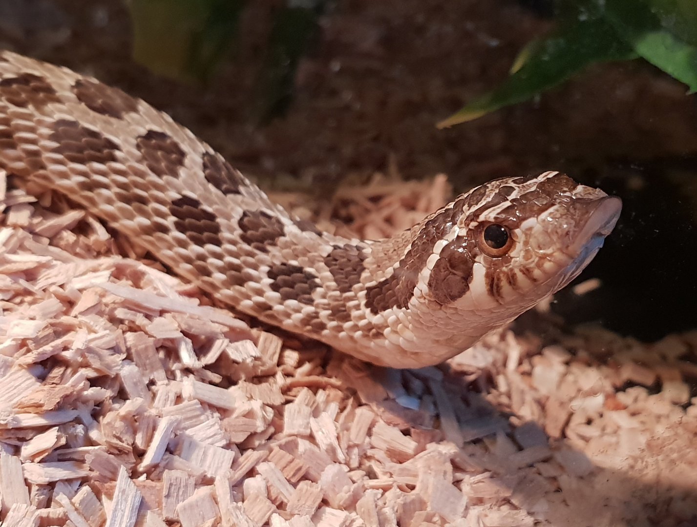 Heterodon nasicus nasicus