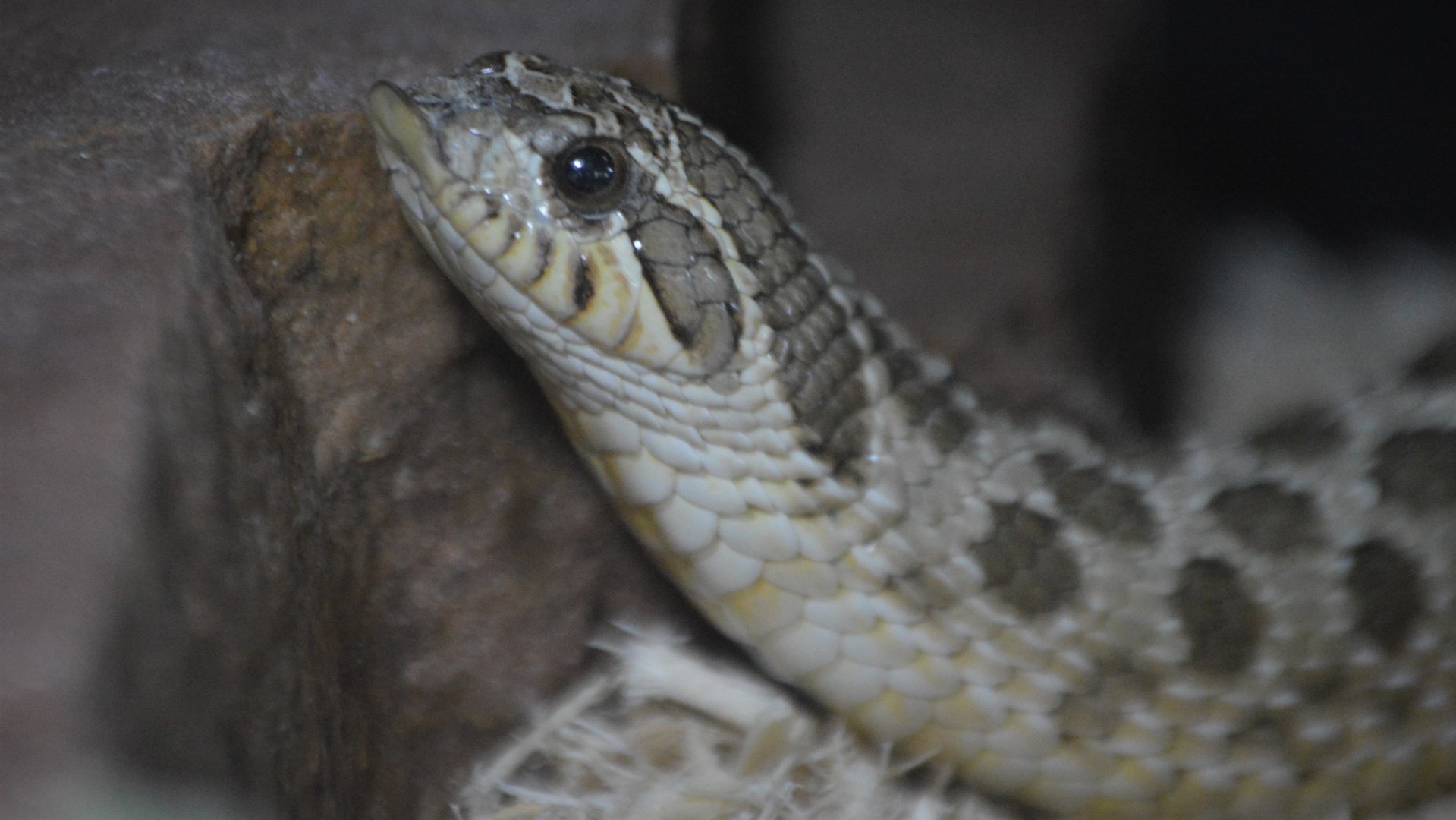 Heterodon nasicus nasicus