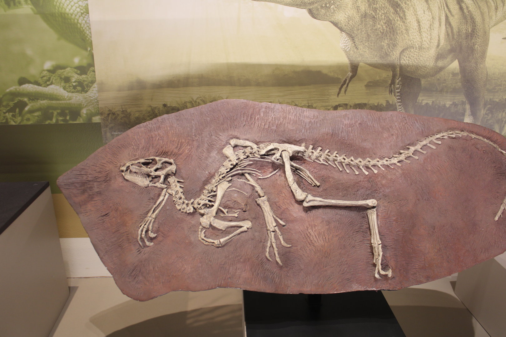 Heterodontosaurus Cast (H. tucki)