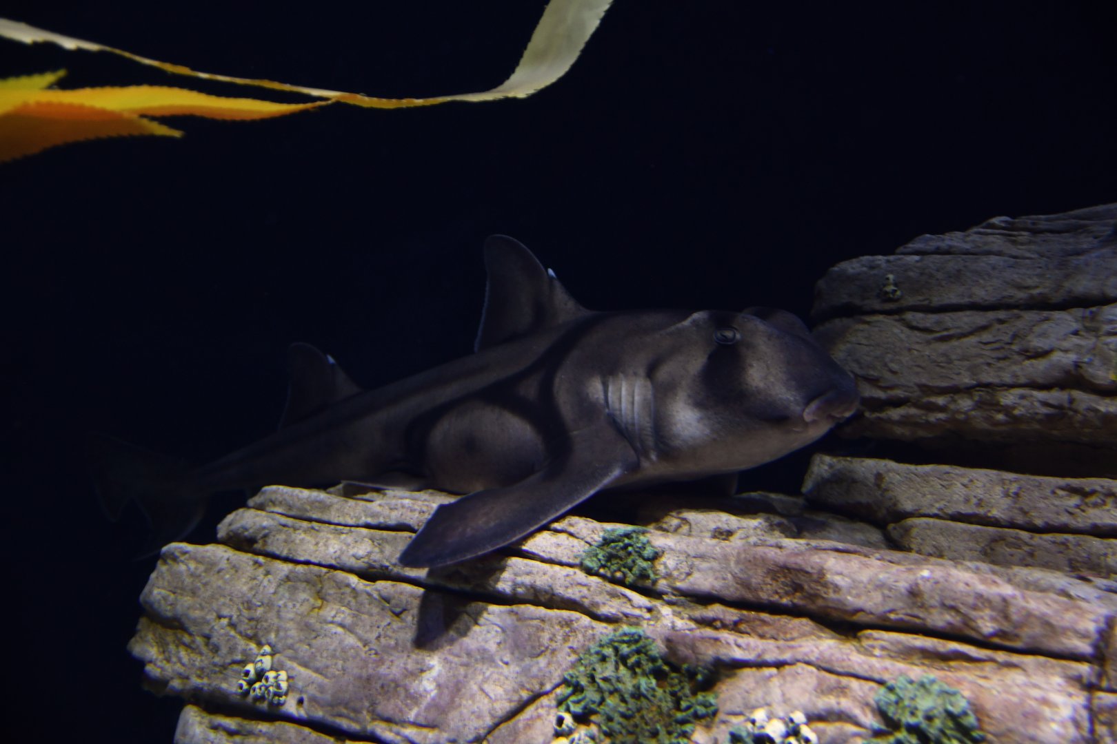 Heterodontus francisci