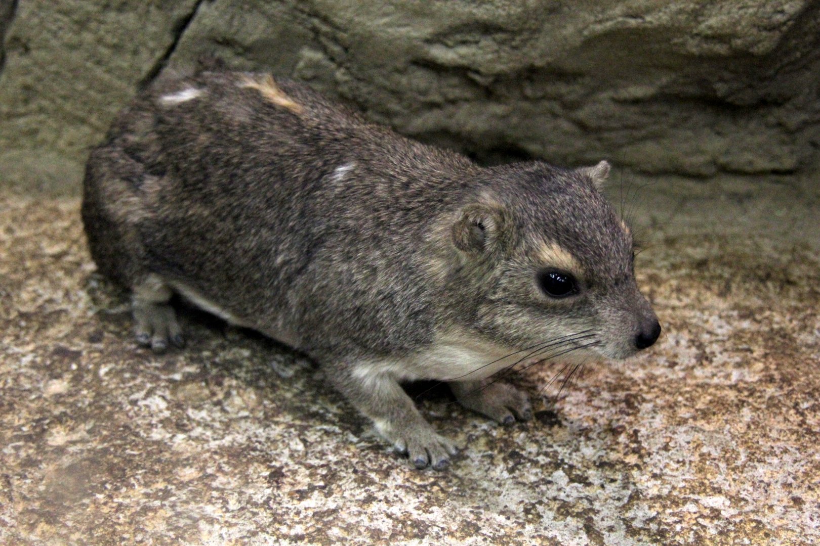 (Heterohyrax brucei) Bush hyrax