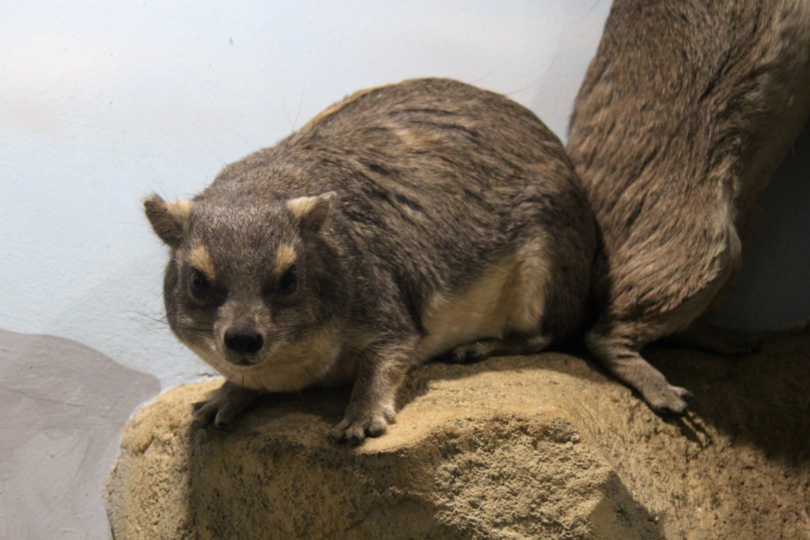 (Heterohyrax brucei) Bush hyrax