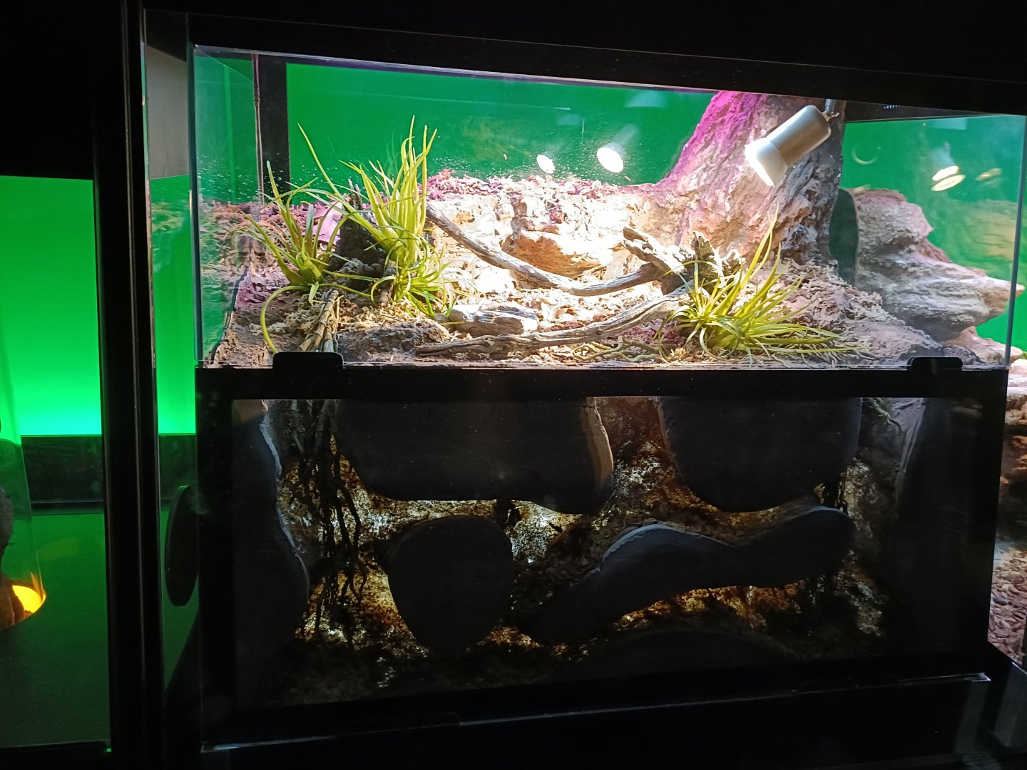 Heterometrus longimanus exhibit - Bioparc Acuario de Gijón