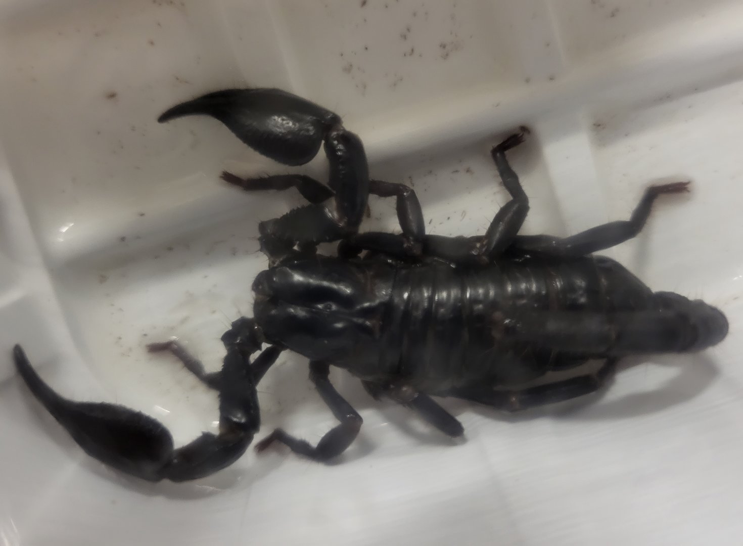 Heterometrus petersi