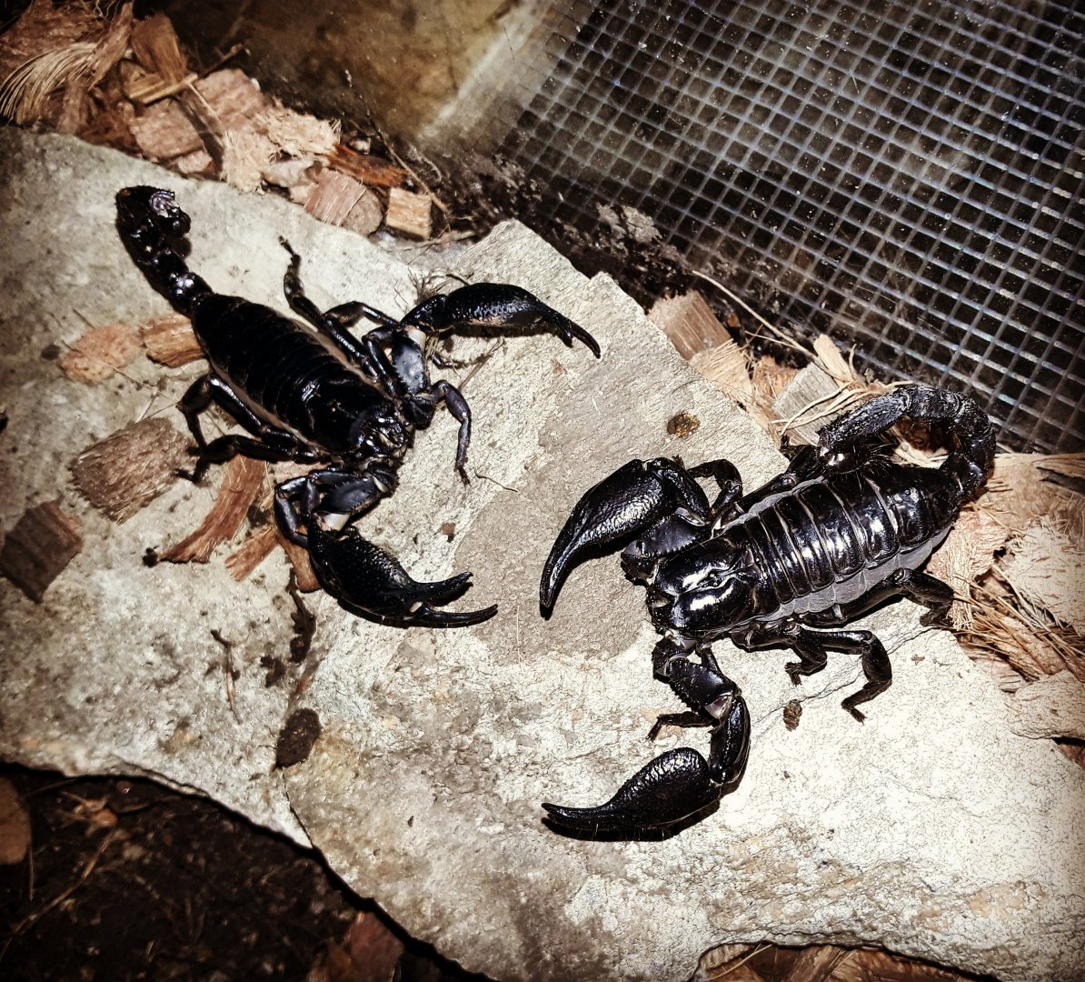 Heterometrus petersii