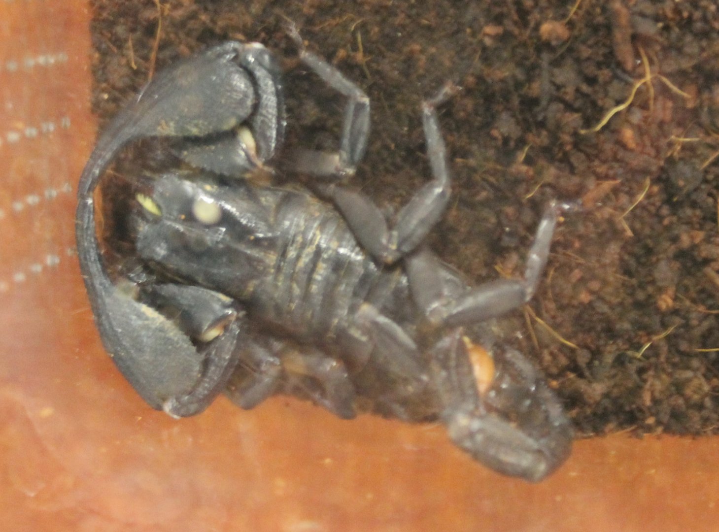 Heterometrus species