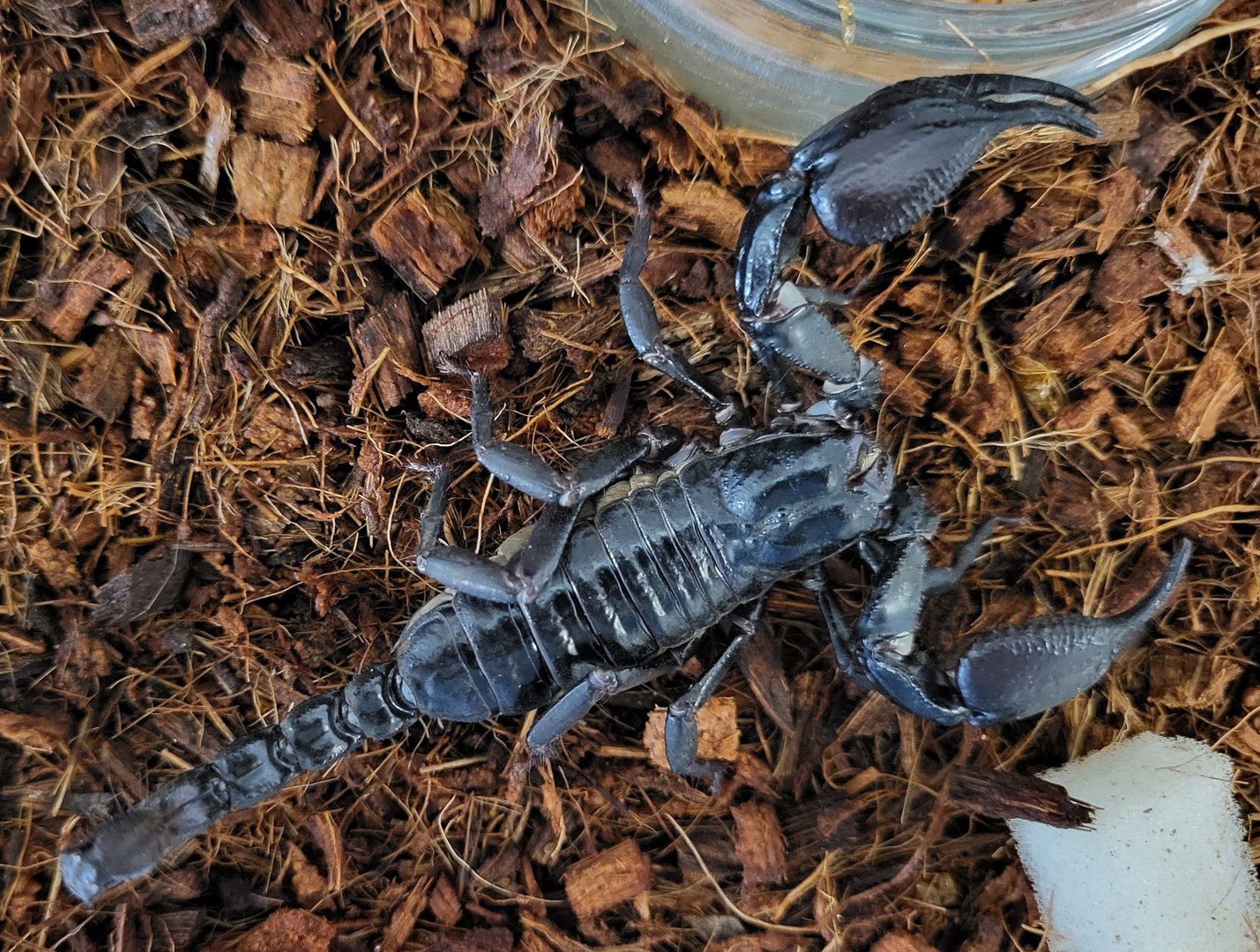 Heterometrys cyaneus