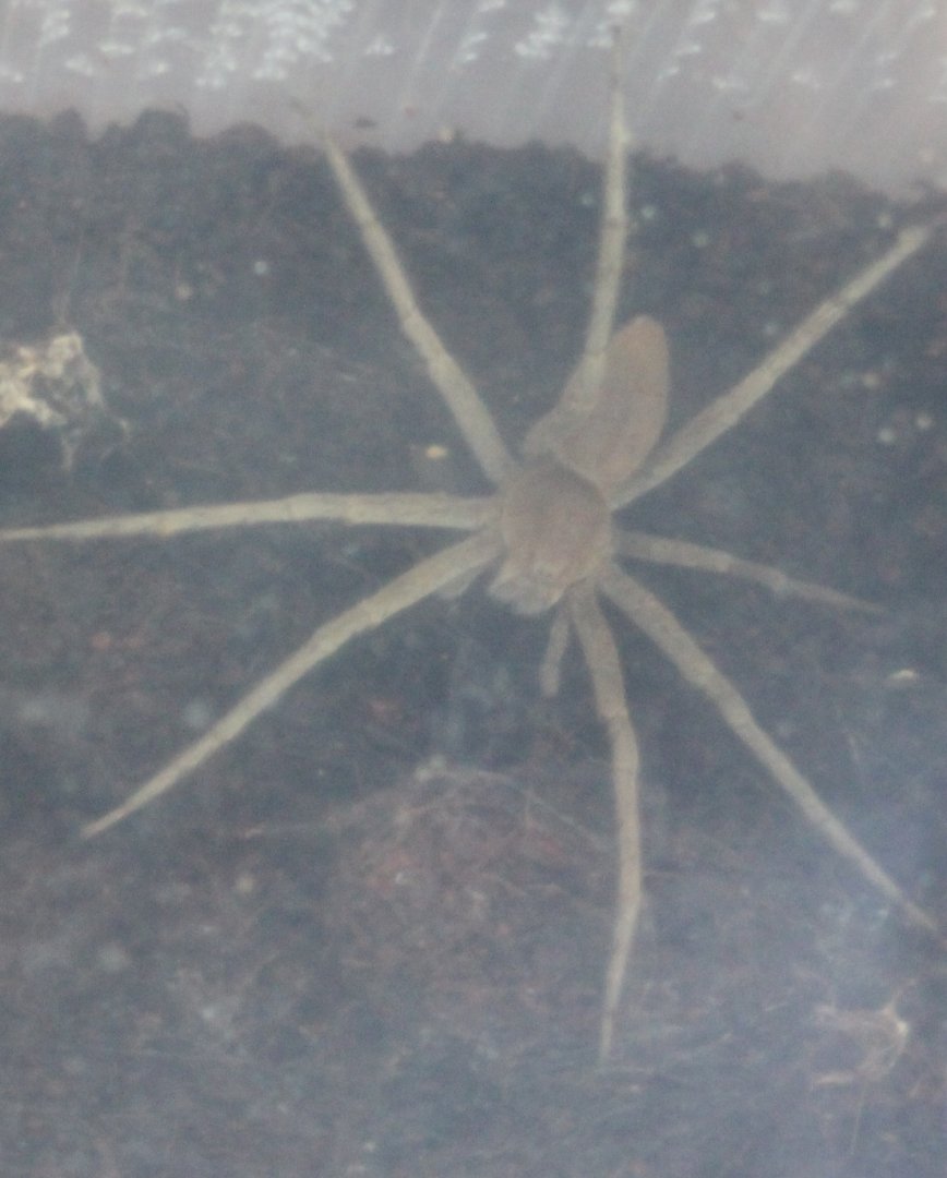 Heteropoda species