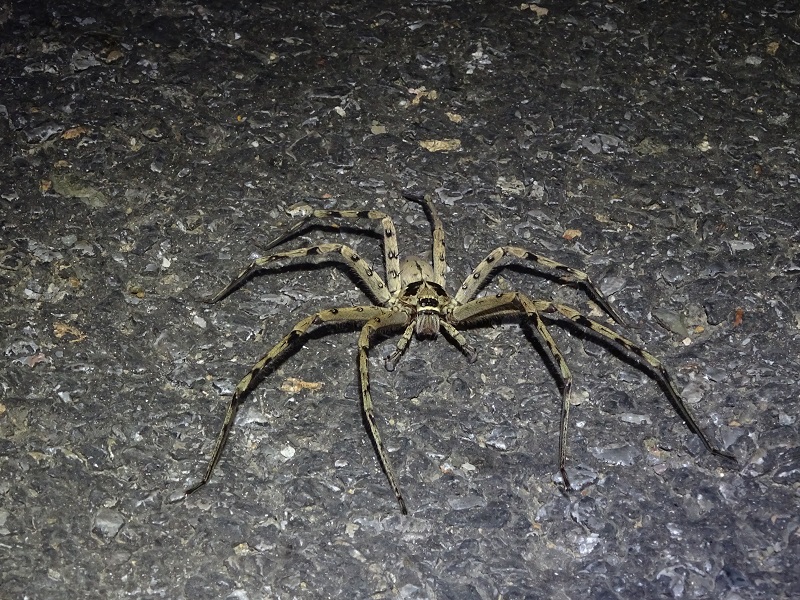 Heteropoda venatoria