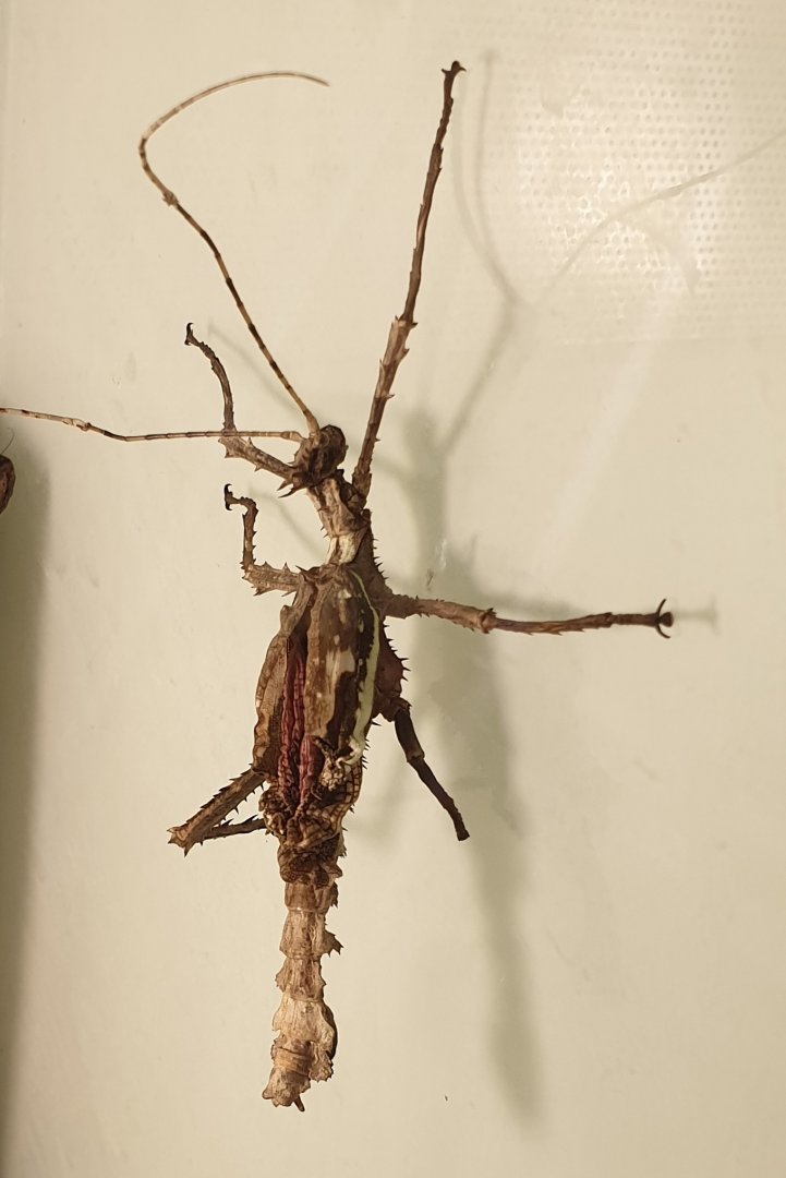 Heteropteryx dilatata - male