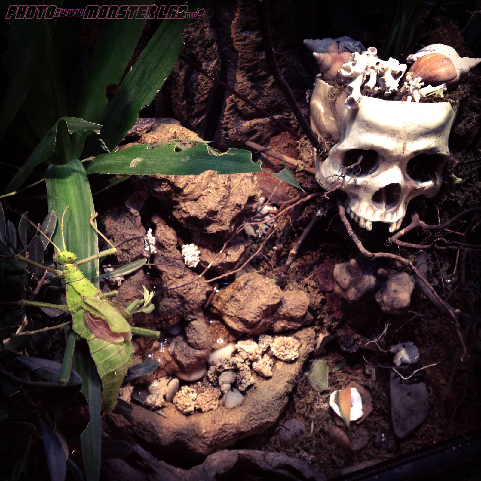 Heteropteryx Dilatata