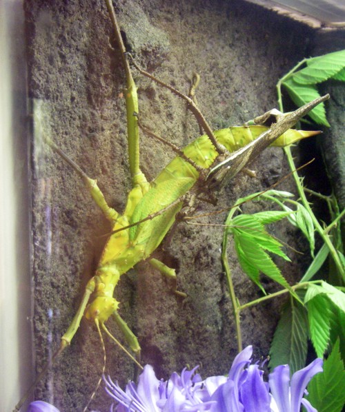 Heteropteryx dilatata