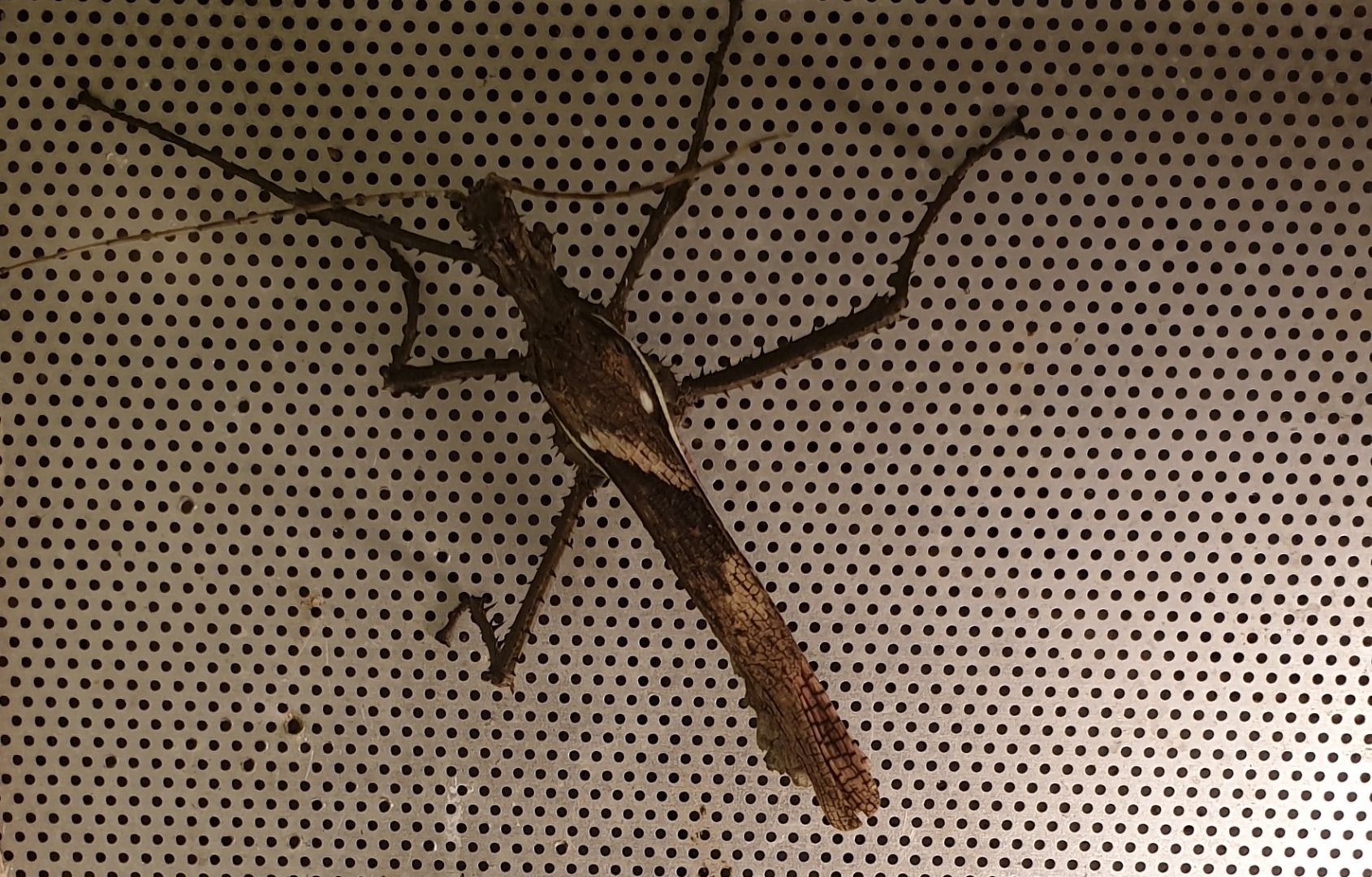 Heteropteryx dilatata