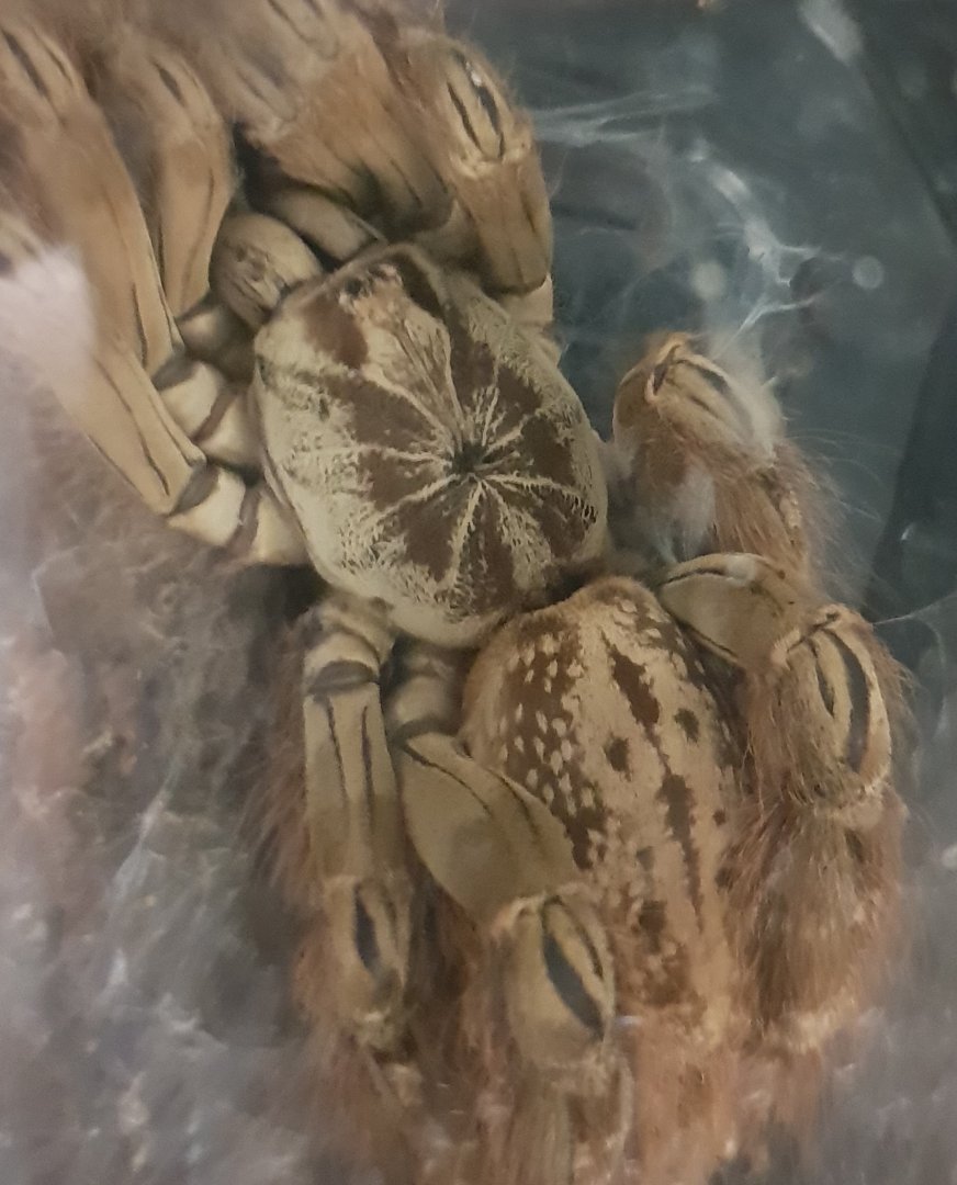 Heteroscodra maculata