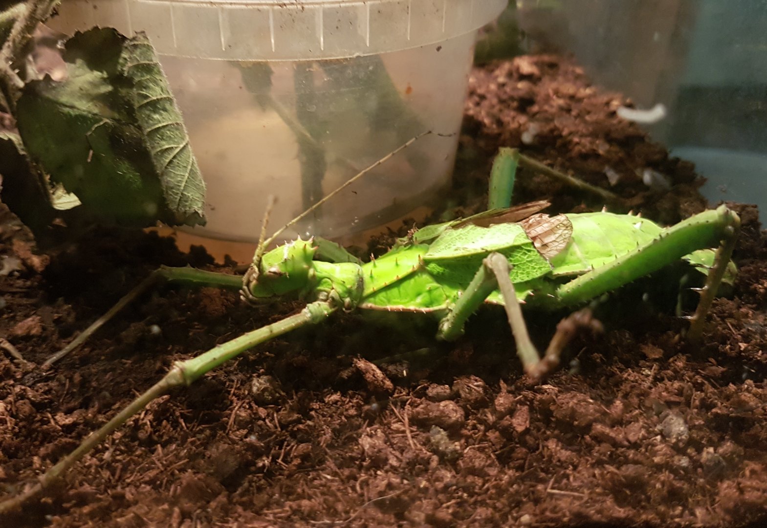 Hetropteryx dilatata