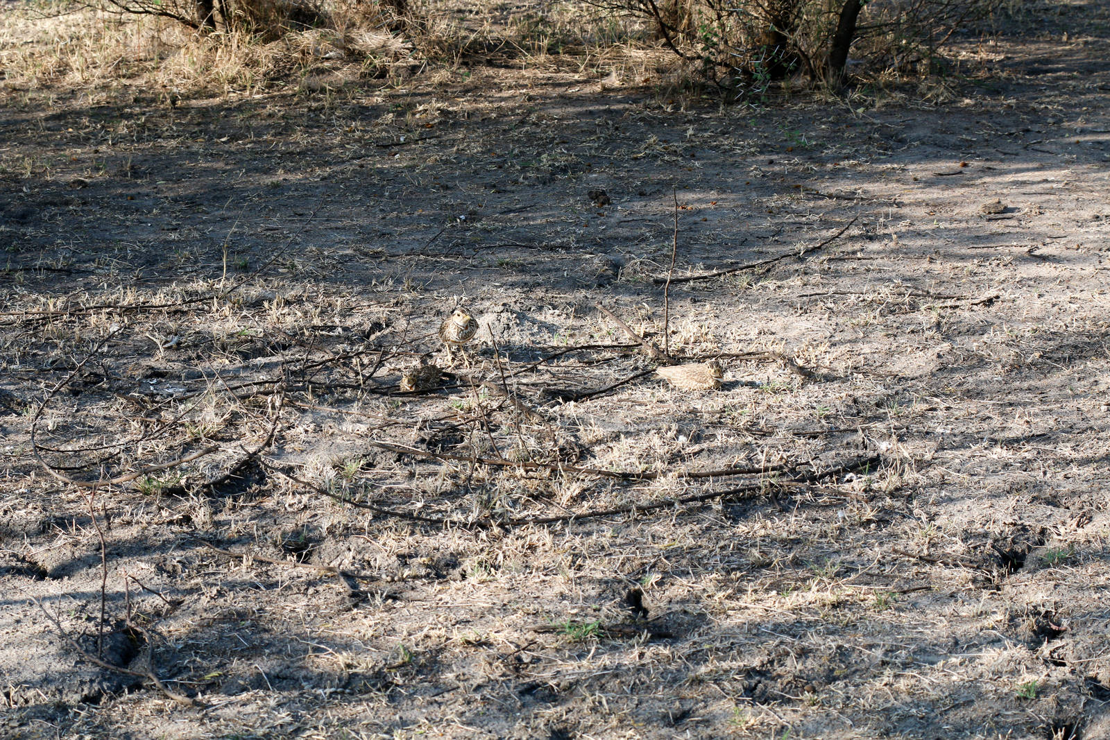 Heuglin's Coursers - three in this photo