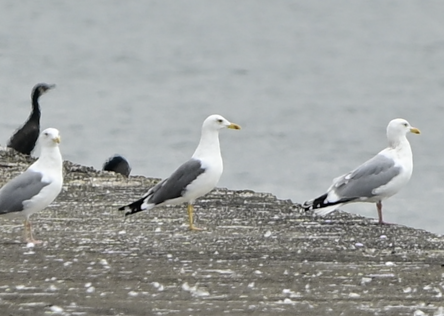 Heuglin's Gull ~ Funabashi Sanbanze Seaside Park