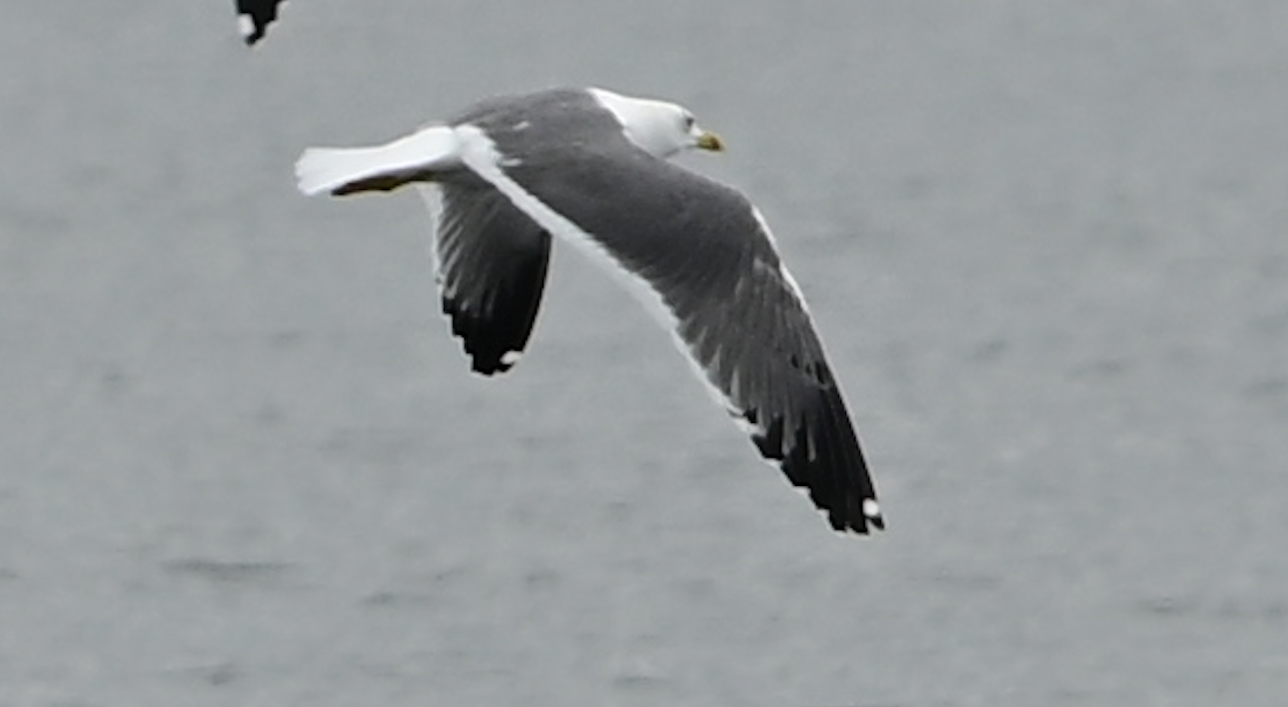 Heuglin's Gull ~ Funabashi Sanbanze Seaside Park