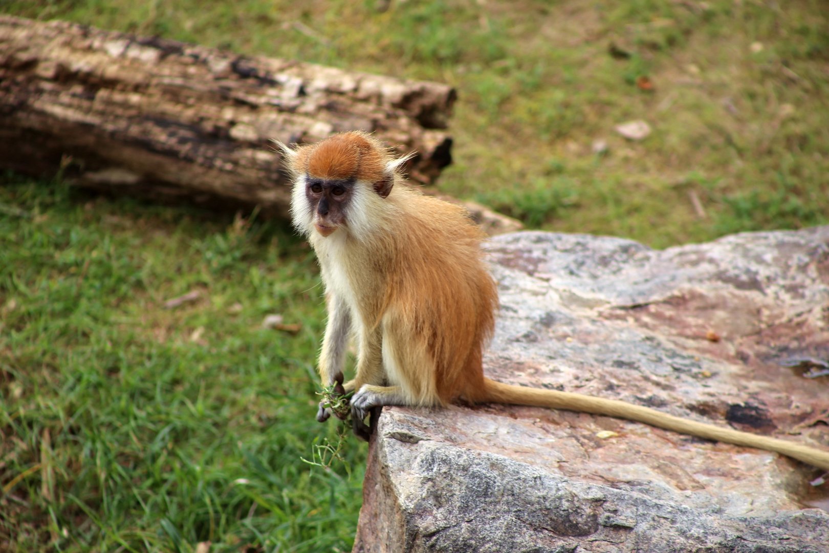 Heuglin’s Patas Monkey Baby