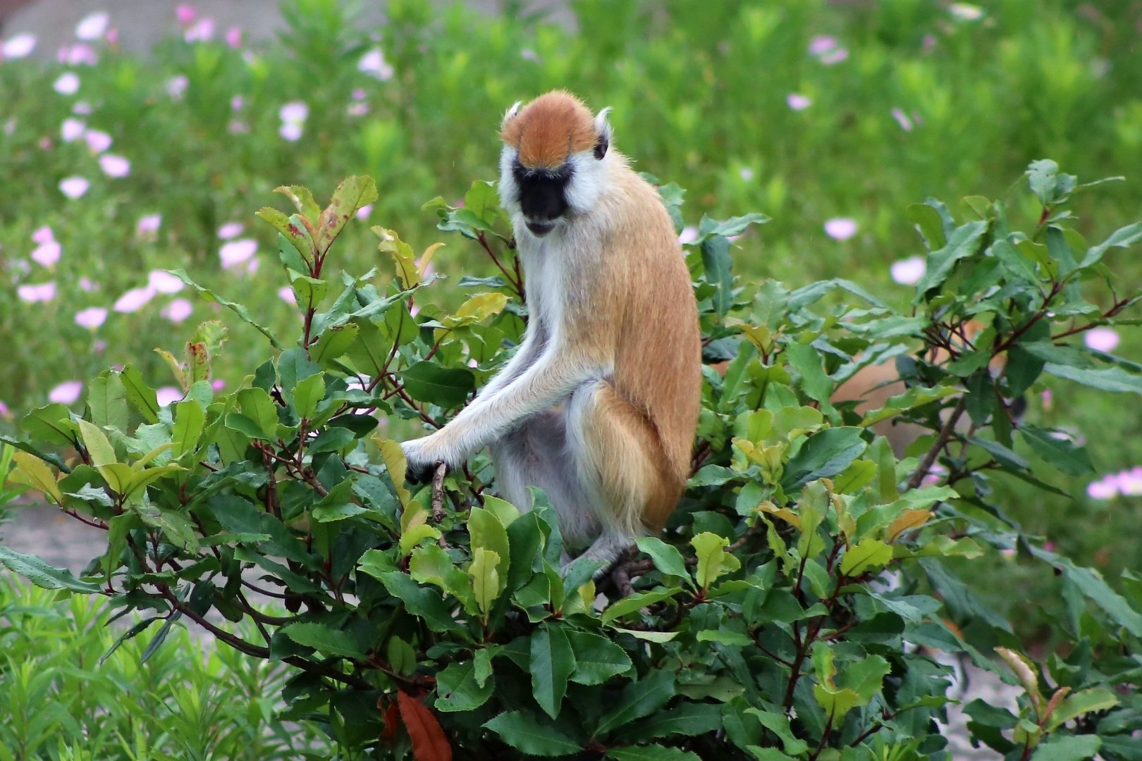 Heuglin’s Patas Monkey (Erythrocebus poliophaeus)