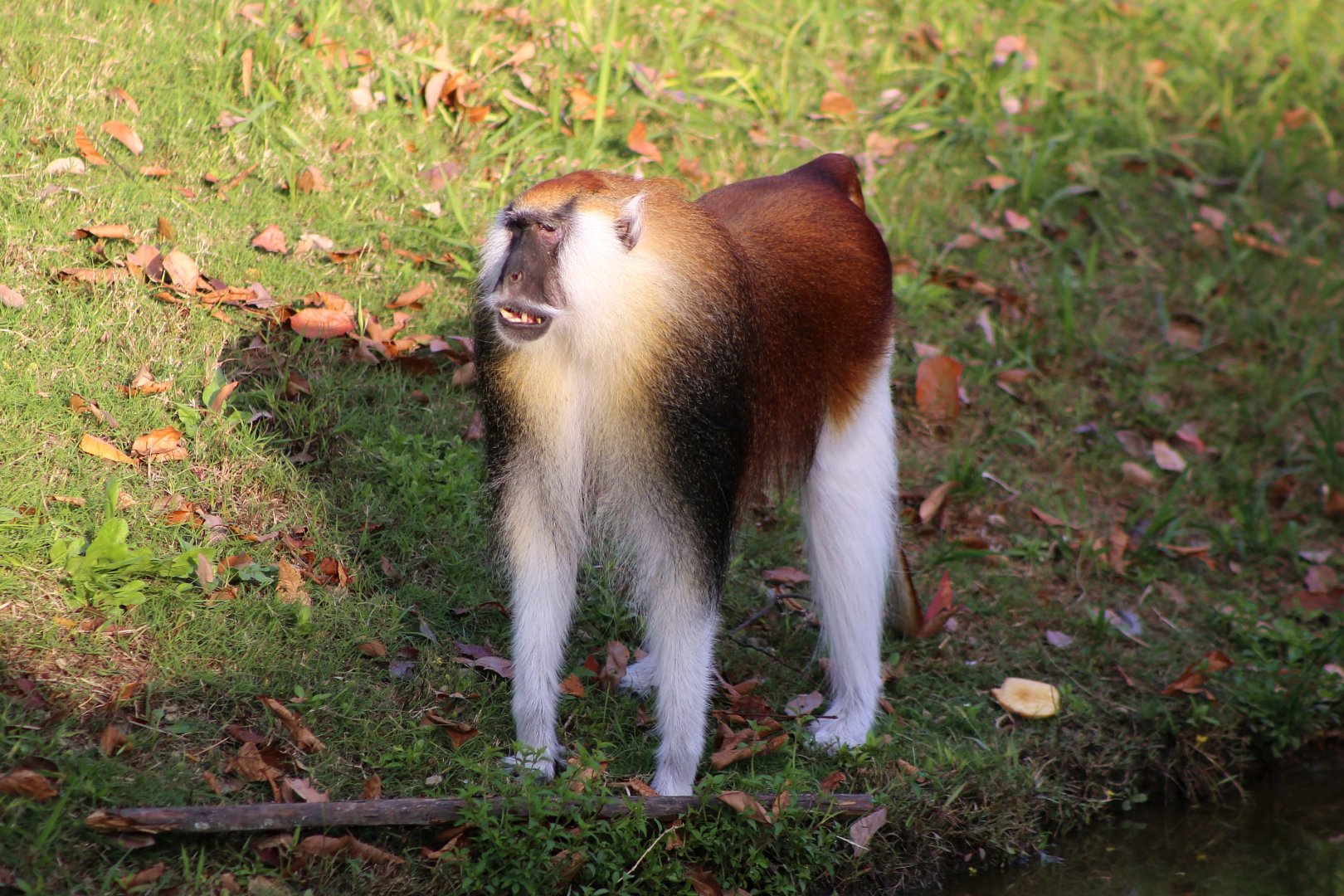 Heuglin's Patas Monkey (Erythrocebus poliophaeus)