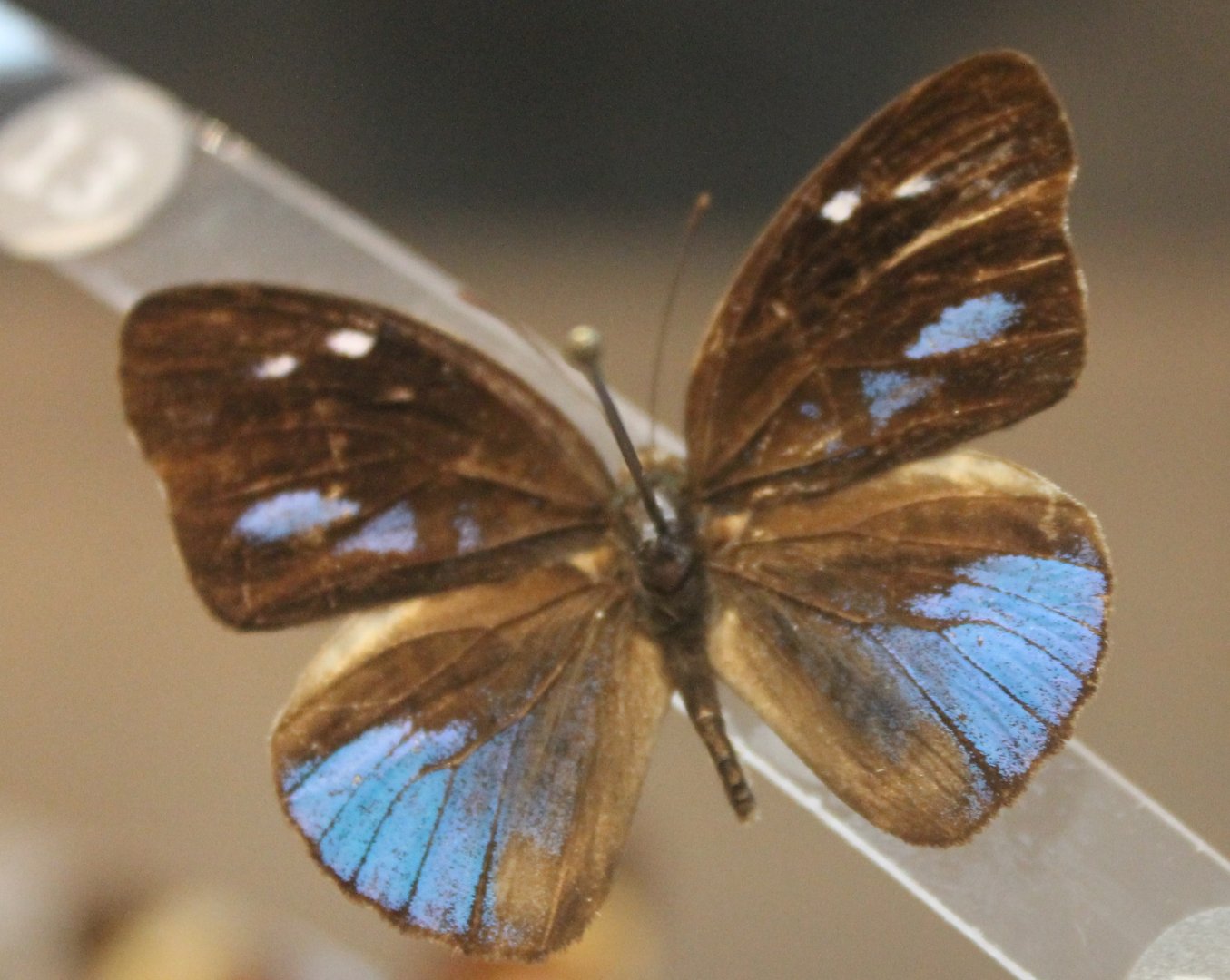 Hewitsonia kirbyi - Female