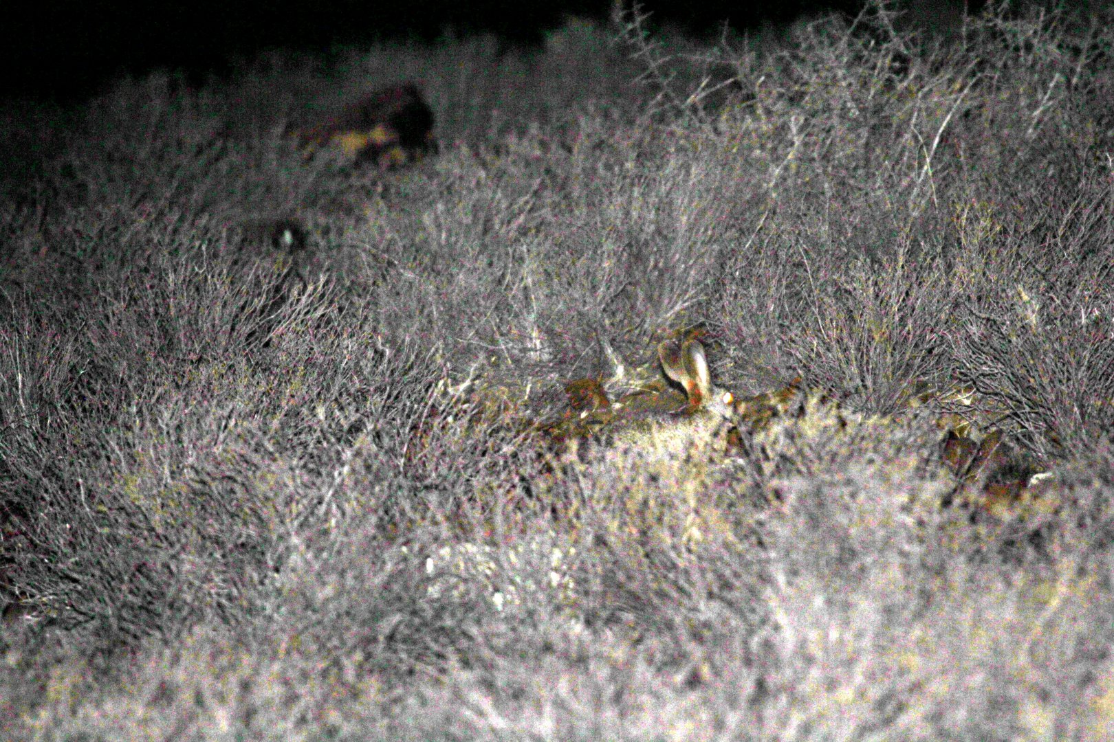 Hewitt's red rock hare (Pronolagus saundersiae)