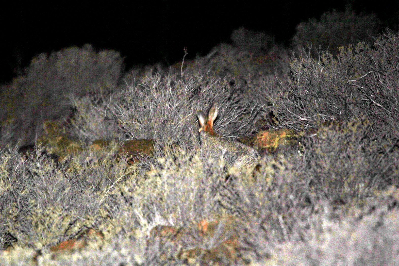 Hewitt's red rock hare (Pronolagus saundersiae)