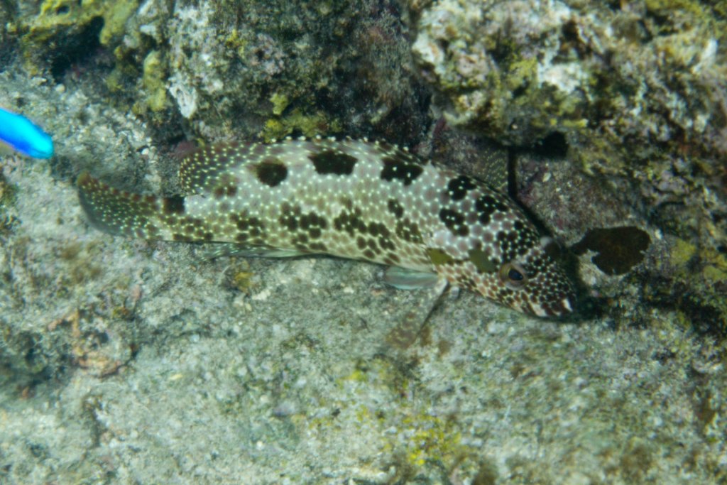 Hexagon Grouper (Epinephalus hexagonatus)
