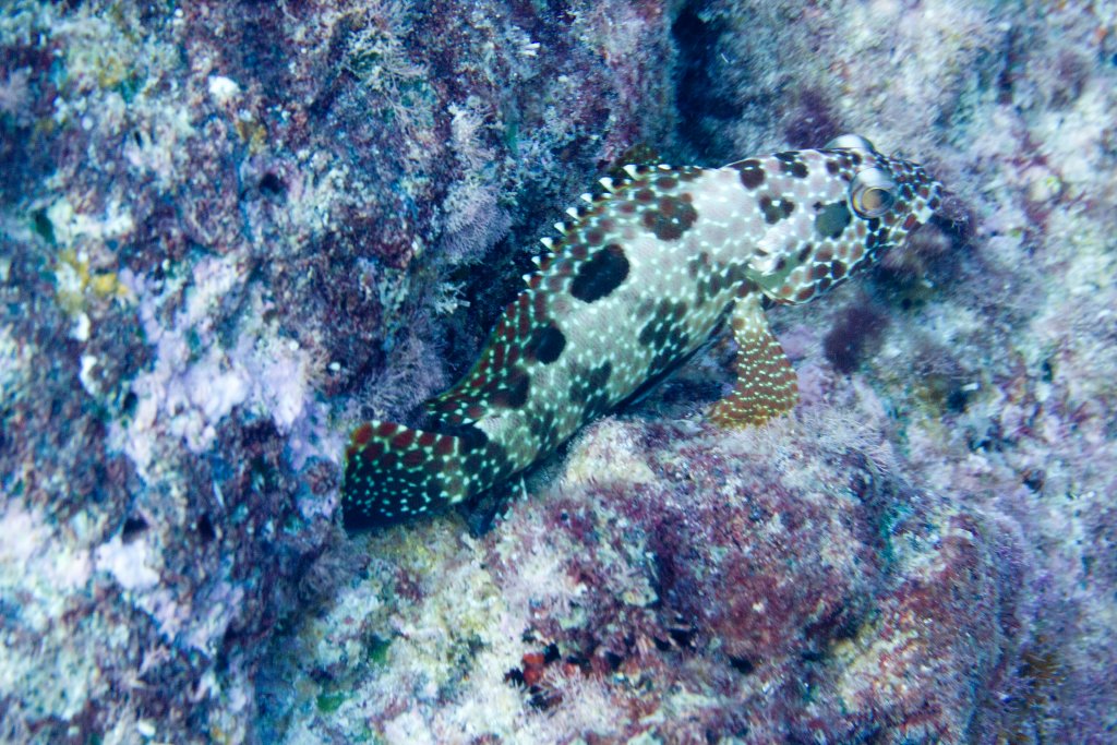 Hexagon Grouper (Epinephalus hexagonatus)