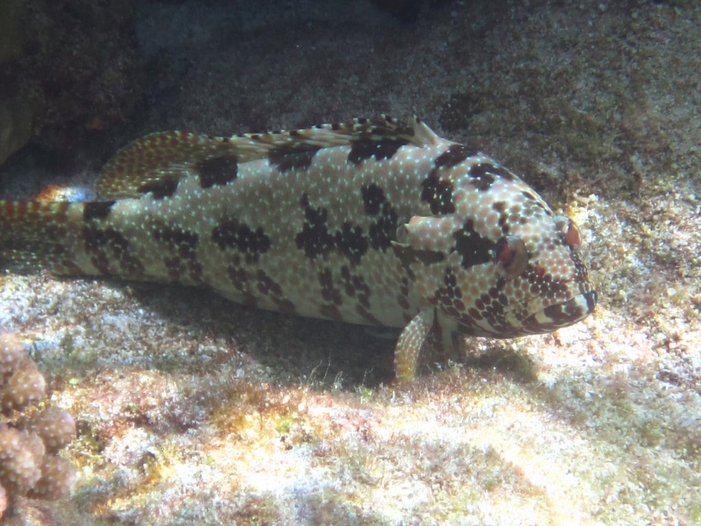 Hexagon Grouper