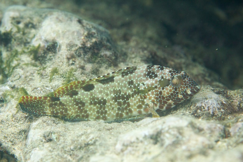 Hexagon Grouper