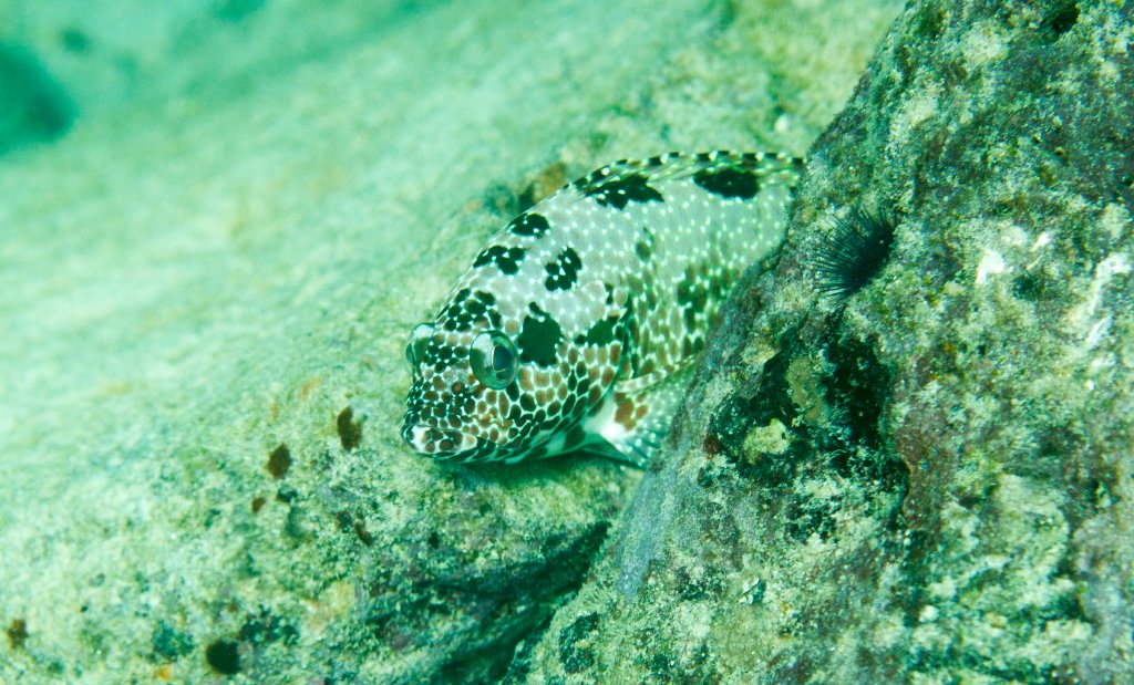 Hexagon Grouper