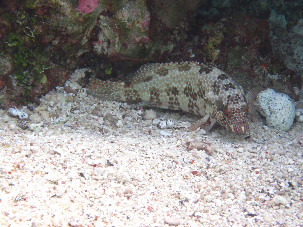 Hexagonal Grouper