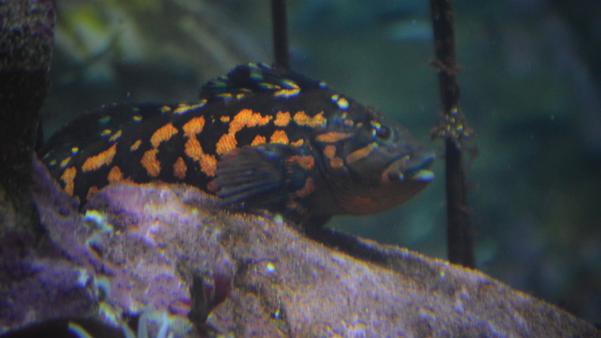 Hexagrammos lagocephalus