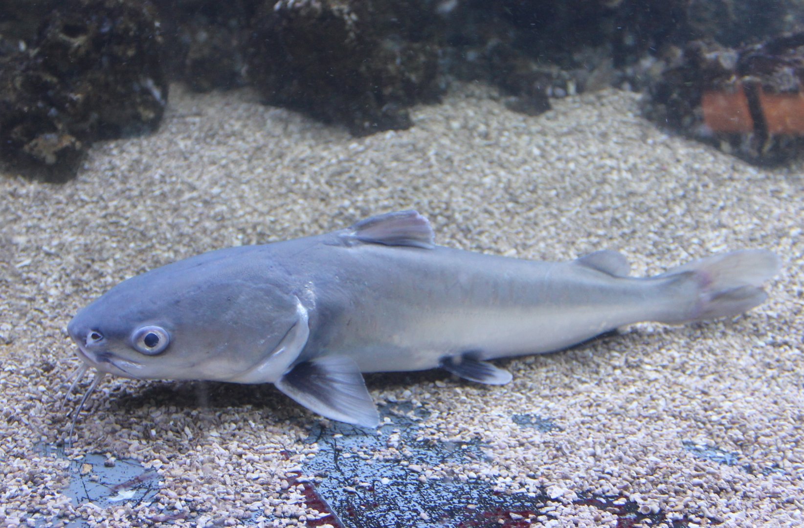 Hexanematichthys seemanni