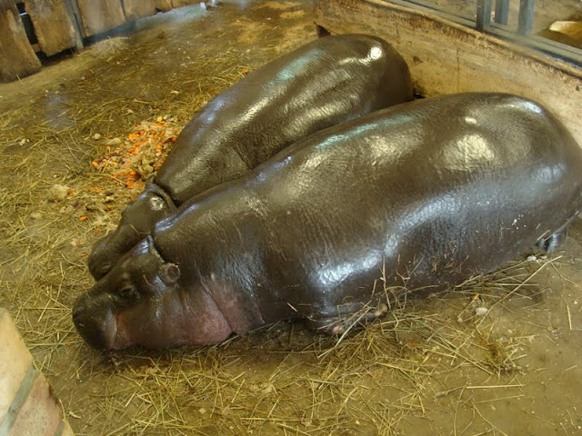 Hexaprotodon liberiensis