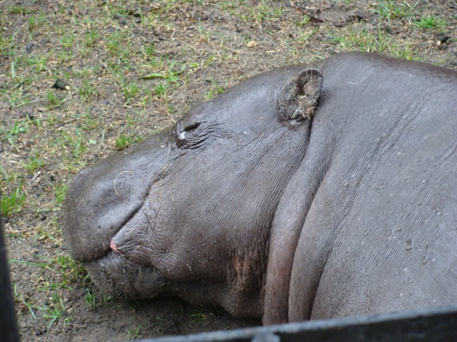 Hexaprotodon liberiensis