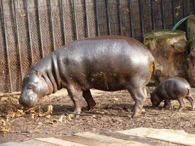 Hexaprotodon liberiensis