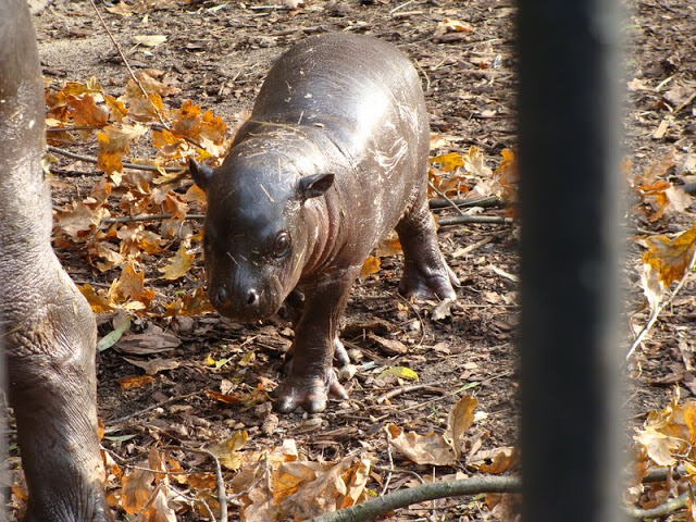 Hexaprotodon liberiensis