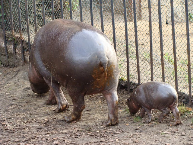 Hexaprotodon liberiensis