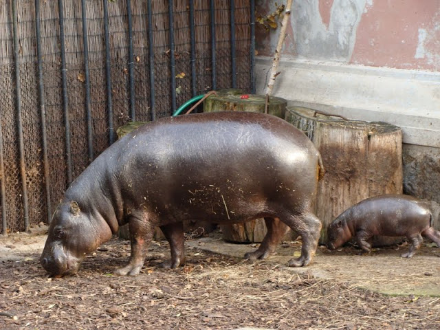 Hexaprotodon liberiensis