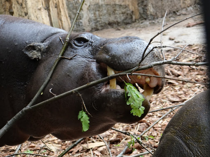 Hexaprotodon liberiensis