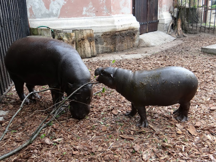 Hexaprotodon liberiensis