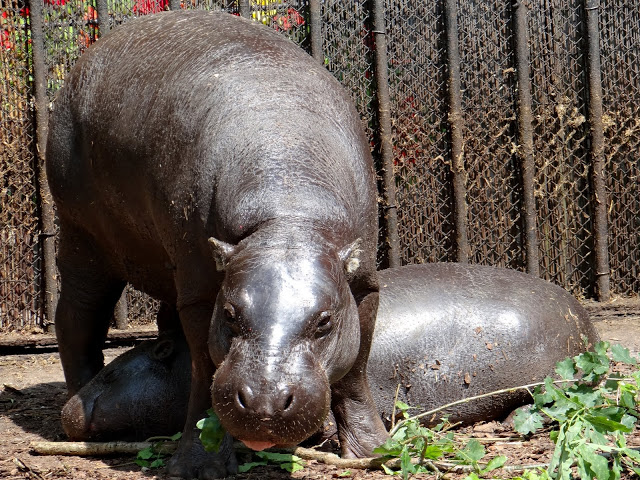 Hexaprotodon liberiensis