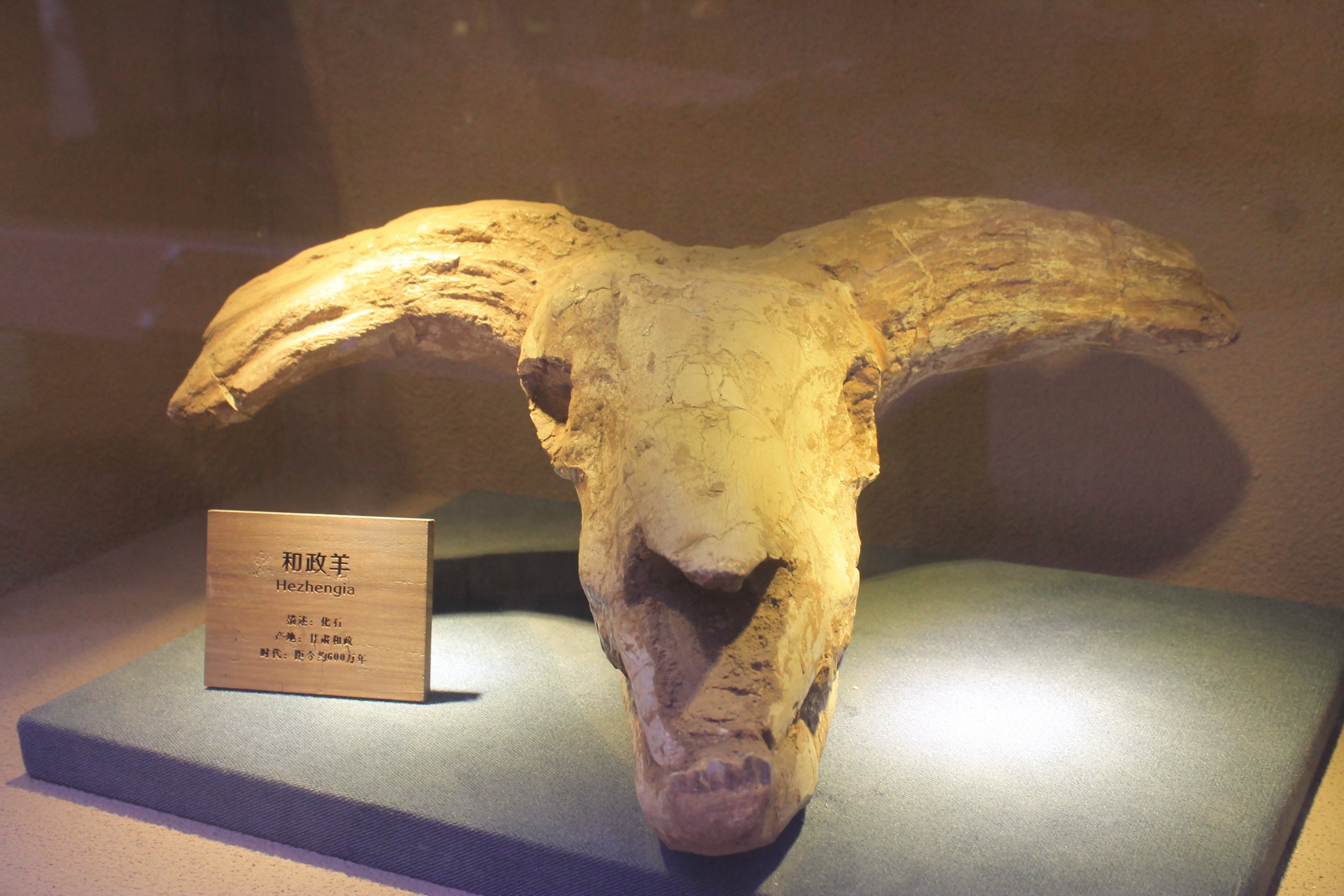 Hezhengia bohlini - Shaanxi Nature Museum